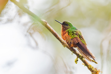 Chestnut-breasted Coronet - Boissonneaua matthewsii, beautiful colored hummingbird from Andean slopes of South America, Guango Lodge, Ecuador.