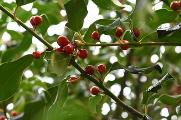 Primer plano de bayas rojas de acebo después de la lluvia.