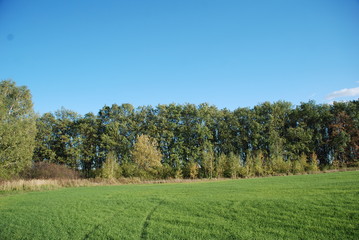 Fototapeta premium landscape with trees and blue sky