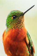 Chestnut-breasted Coronet - Boissonneaua matthewsii, beautiful colored hummingbird from Andean slopes of South America, Guango Lodge, Ecuador. © David
