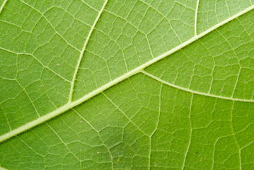 Obraz na płótnie Canvas Texture of a green leaf as background