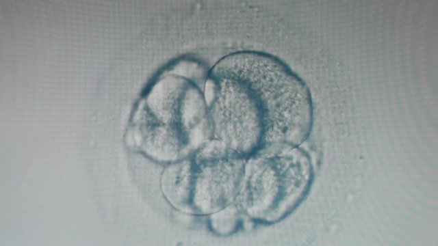 Early development of an embryo in a magnified egg cell