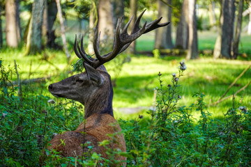 deer in the forest