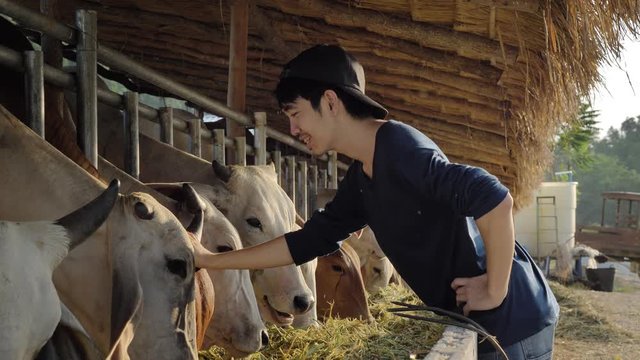 Young Asian Farmer working in farm, Livestock in family country ranch, People and animal husbandry concept
