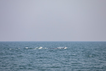 Bruda whales in the Gulf of Thailand