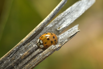 Ladybird on a dry snag close-up. Beauty in nature