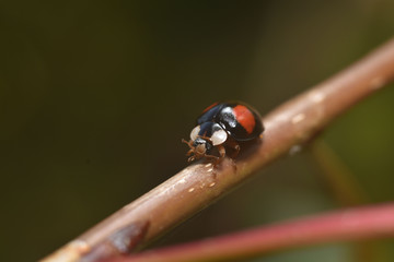 Ladybug on a branch of tree close up.