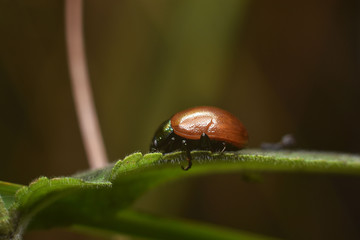 Ladybug on the green leaf close-up. Beauty in nature. 
