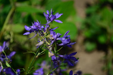 Rays of the setting sun on blue flowers- meadow flowers