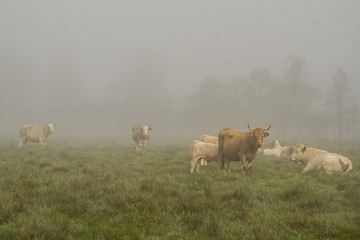 herd of cows
