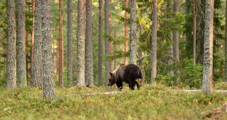 Obraz na płótnie Canvas brown bear in forest landscape