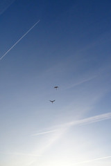 Vögel am Himmel