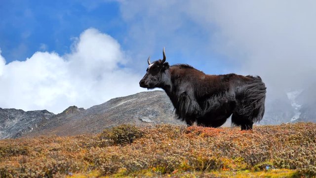 Yak on the background of Mount Everest in the clouds, Nepal, static handled shot