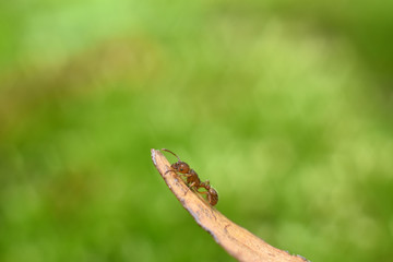 Ant on a dry blade of grass close up. Macro shot.