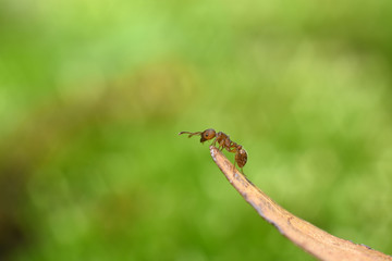 Ant on a dry blade of grass close up. Macro shot.