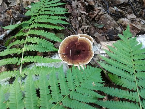 Lenzites birch