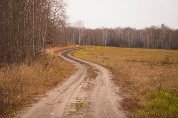 autumn trees in the forest