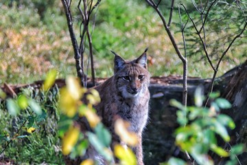 Luchs