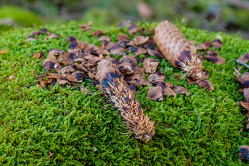 Abgeknabberte Tannenzapfen auf Waldboden