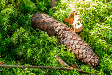 Abgeknabberte Tannenzapfen auf Waldboden