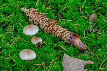 Abgeknabberte Tannenzapfen auf Waldboden