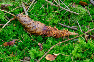 Abgeknabberte Tannenzapfen auf Waldboden