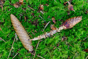 Abgeknabberte Tannenzapfen auf Waldboden