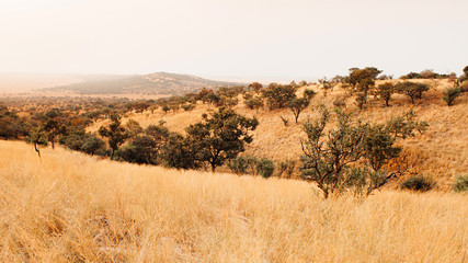 Serengeti Grumeti Reserve wildlife park grass field on mountain hill in evening warm light