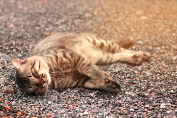 Cat lying and sleeping on the ground