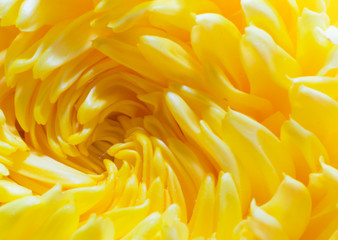 close up beautiful spiral yellow chrysanthemum flower