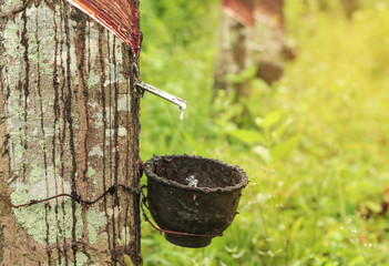 Rubber tree (Hevea Brasiliensis) and droping of latex in the bowl.