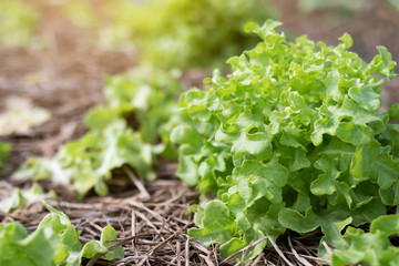 Farming Organic Green Oak Lettuce vegetable garden leaves on the plant plot in the morning light. Agriculture bio eco production concept. soft focus.  Shallow depth of field with focus on the seedling