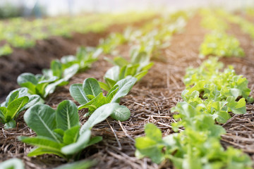 Farming Organic Green Oak Lettuce vegetable garden leaves on the plant plot in the morning light. Agriculture bio eco production concept. soft focus.  Shallow depth of field with focus on the seedling