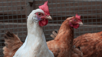Chicken broilers. Poultry farm. White chicken walkinng in a farm garden.