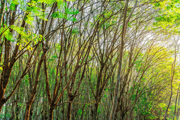 Para rubber tree, latex rubber plantation and tree rubber