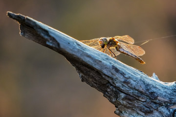 dragonfly on branch