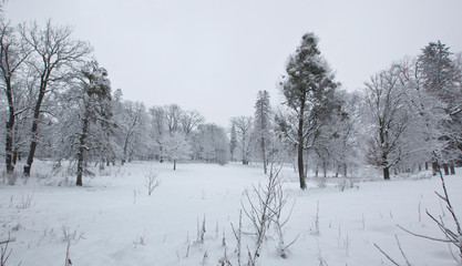 A winter park with trees covered by snow