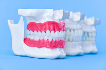 Human jaws with teeth and gums anatomy models