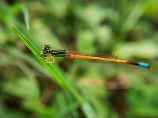 damselfly on leaf