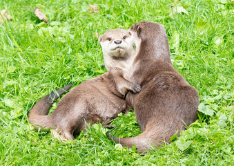 Portrait of two oriental short clawed otters cuddling