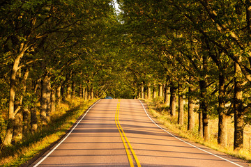 Golden Hour Tree Tunnel Road Horizontal