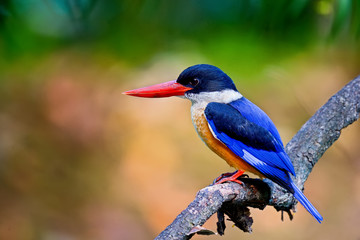 Black-headed kingfisher on timber