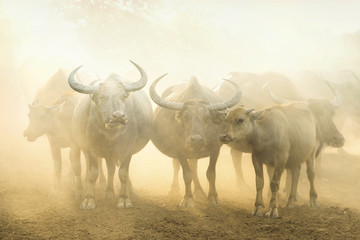 Buffalo herd in farm