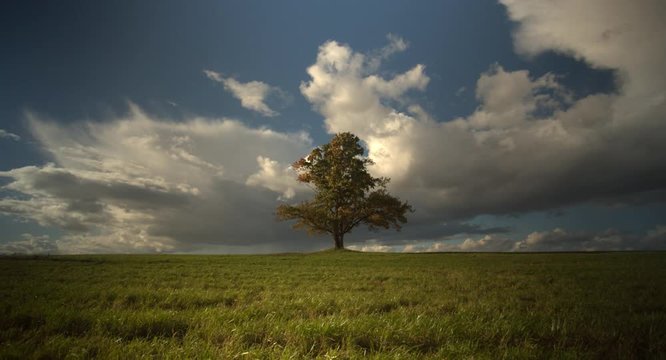 Along tree in the field