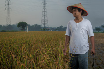 The farmer is walking to see the rice field that almost harvest in evening.