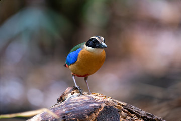 close up Pitta Bird