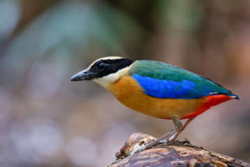 close up Pitta Bird