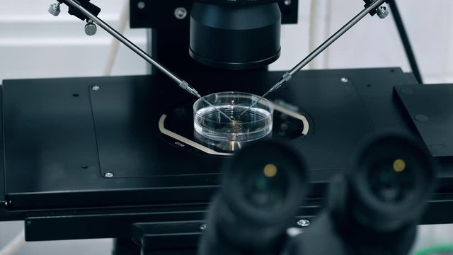 Plate with cells is being analyzed under a microscope
