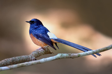 White-rumped shama