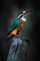Tuinposter Little kingfisher bird © anake
